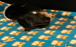 Guinea Pig rodents for sale: Amos and Arthur - Image 5