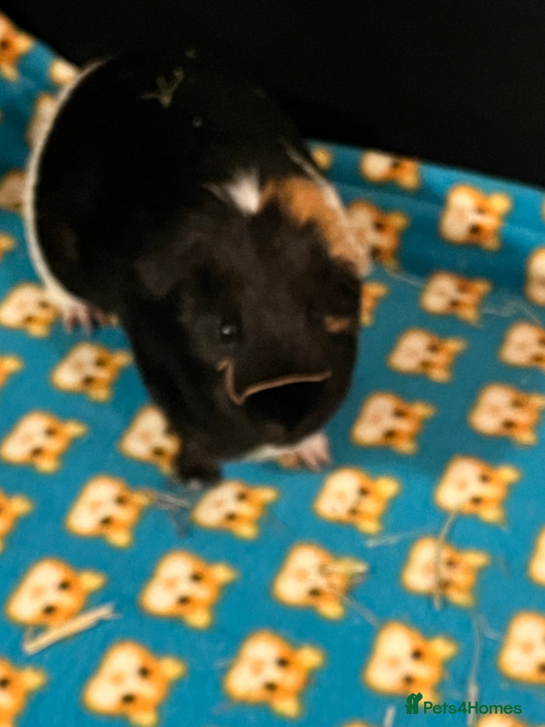 Guinea Pig rodents for sale: Amos and Arthur - Image 5