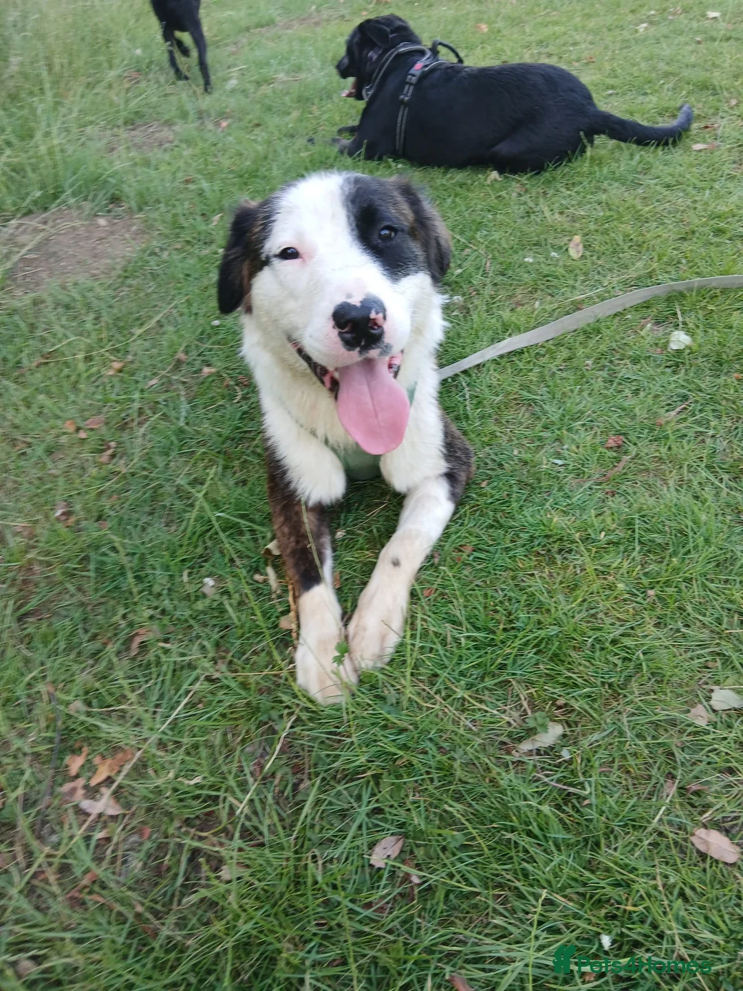 Mixed Breed dogs for sale: English bull terrier x staffy German Shepard  in Daventry - Advert 1