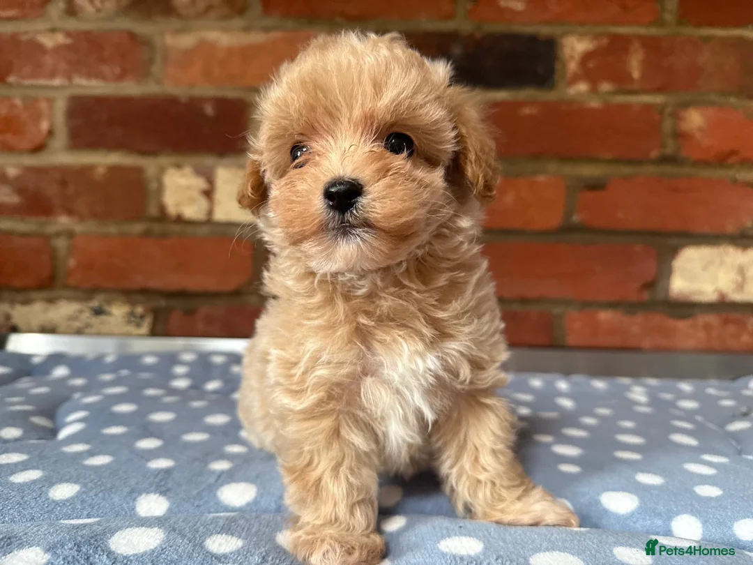 Toy Poodle dogs for stud:  **  Deep Mahogany Red Asian poodle Stud in Romford - Advert 11