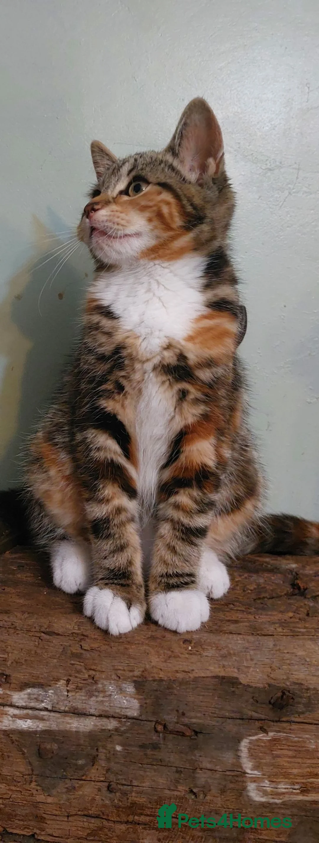Mixed Breed cats for sale: 14 week old kittens ginger boy 2 tabby girls  - Advert 2