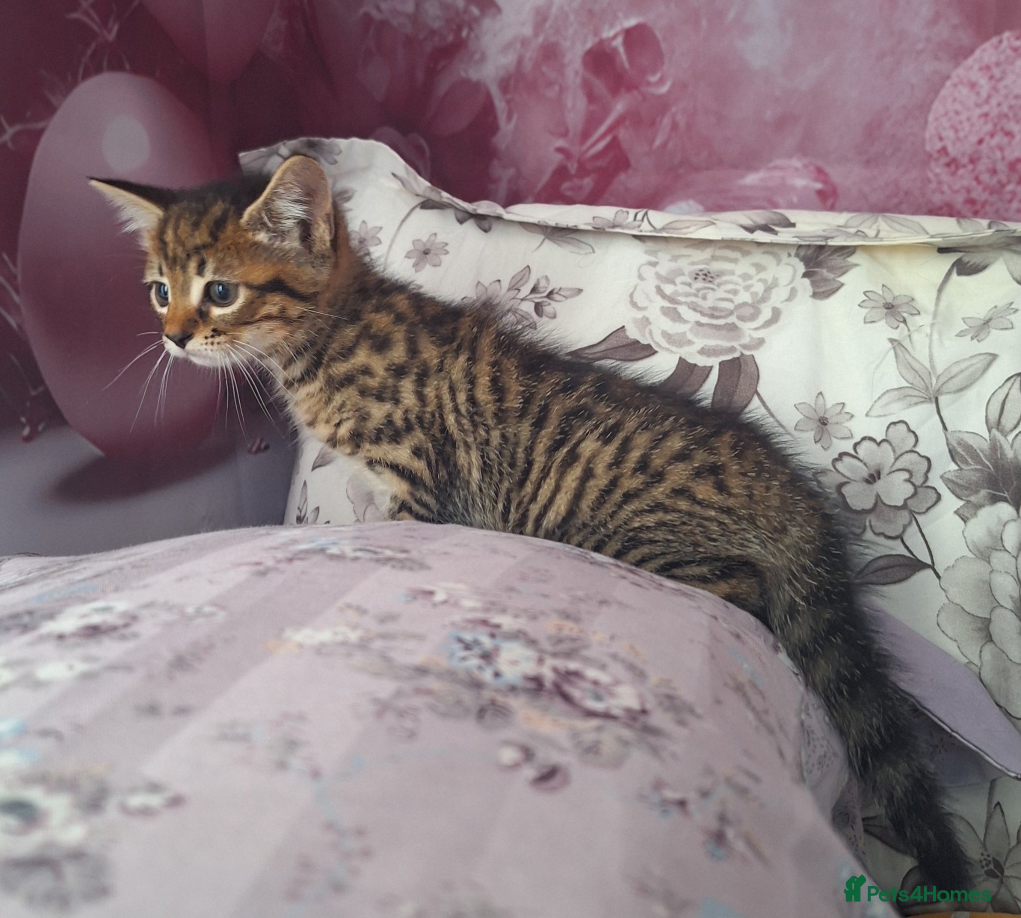 Mixed Breed cats Beautiful kittens  - Advert 6