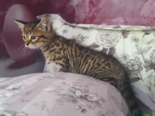 Mixed Breed cats Beautiful kittens - Advert 6