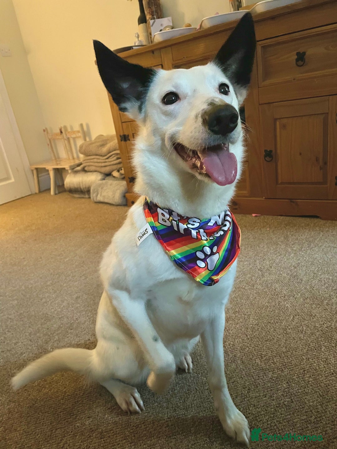 Border Collie dogs for sale: Koda is looking for her new home - Advert 11