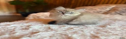 Ragdoll cats for sale: READY NOW! Last Female rare mink lynx ragdoll - Advert 4