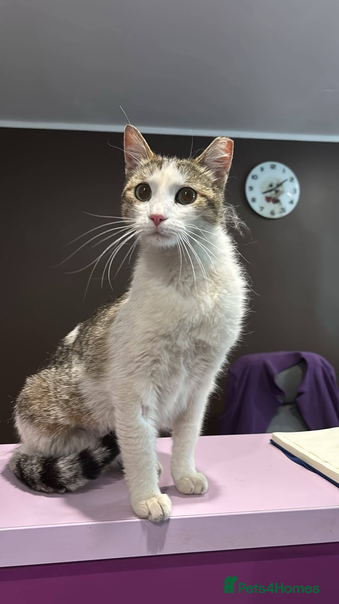 Mixed Breed cats Freya for adoption - Advert 1