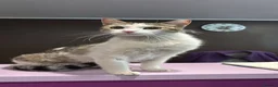 Mixed Breed cats for adoption: Freya for adoption in Kidlington - Advert 1