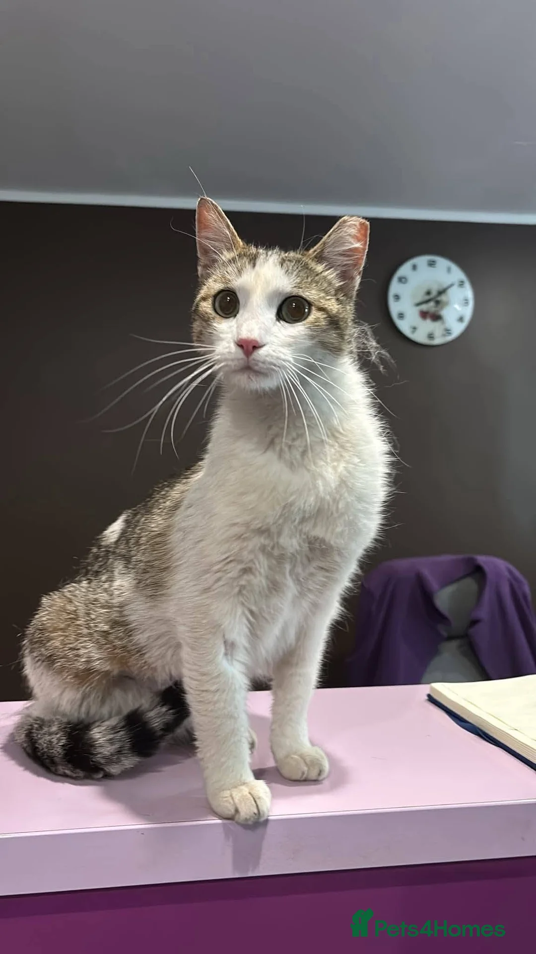 Mixed Breed cats for adoption: Freya for adoption in Kidlington - Advert 1