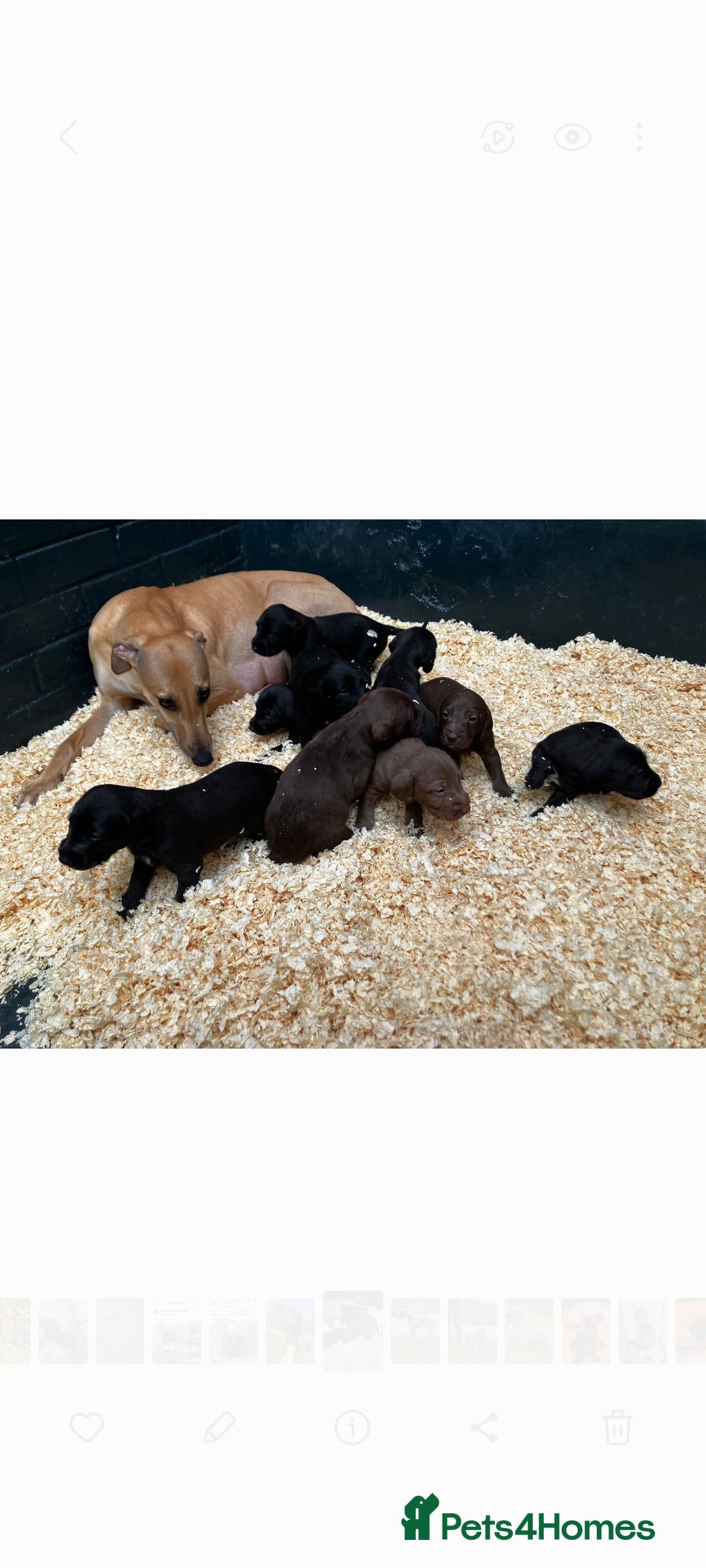 Bedlington Terrier dogs for stud: Bedlington for stud  in Chesterfield - Image 16