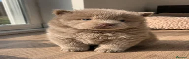 Chow Chow 5