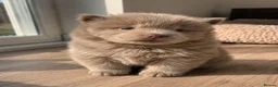 Chow Chow dogs for sale: Exceptional Chow Chow Puppies available in Bournemouth - Advert 7