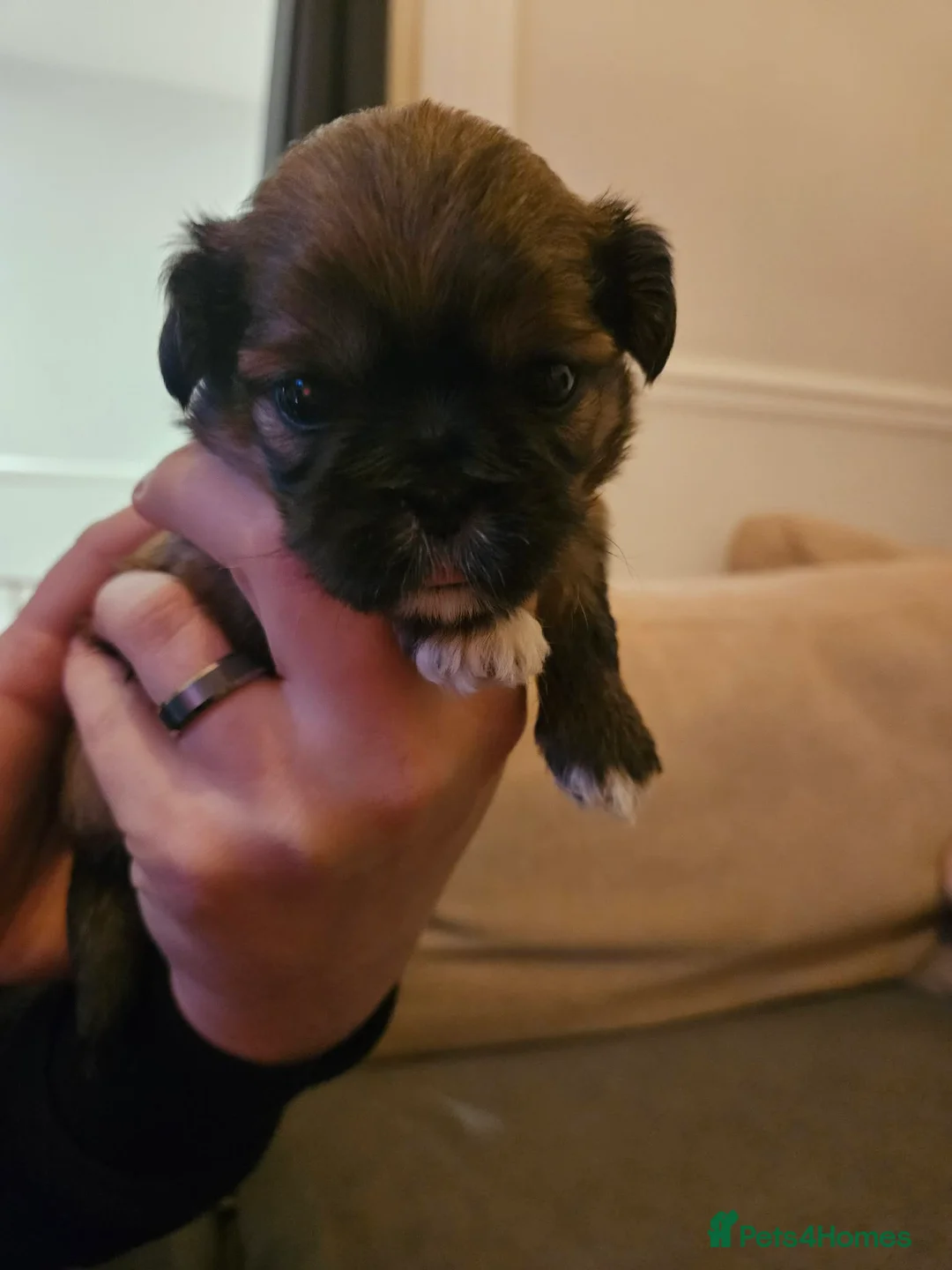 Shih Tzu dogs for sale: Shih Tzu puppies - Advert 1