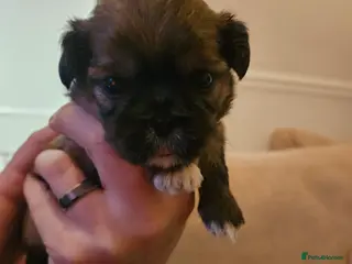 Shih Tzu dogs Shih Tzu puppies - Advert 3