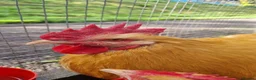 Chickens poultry for sale: Buff Orpington Cockerels  - Advert 2