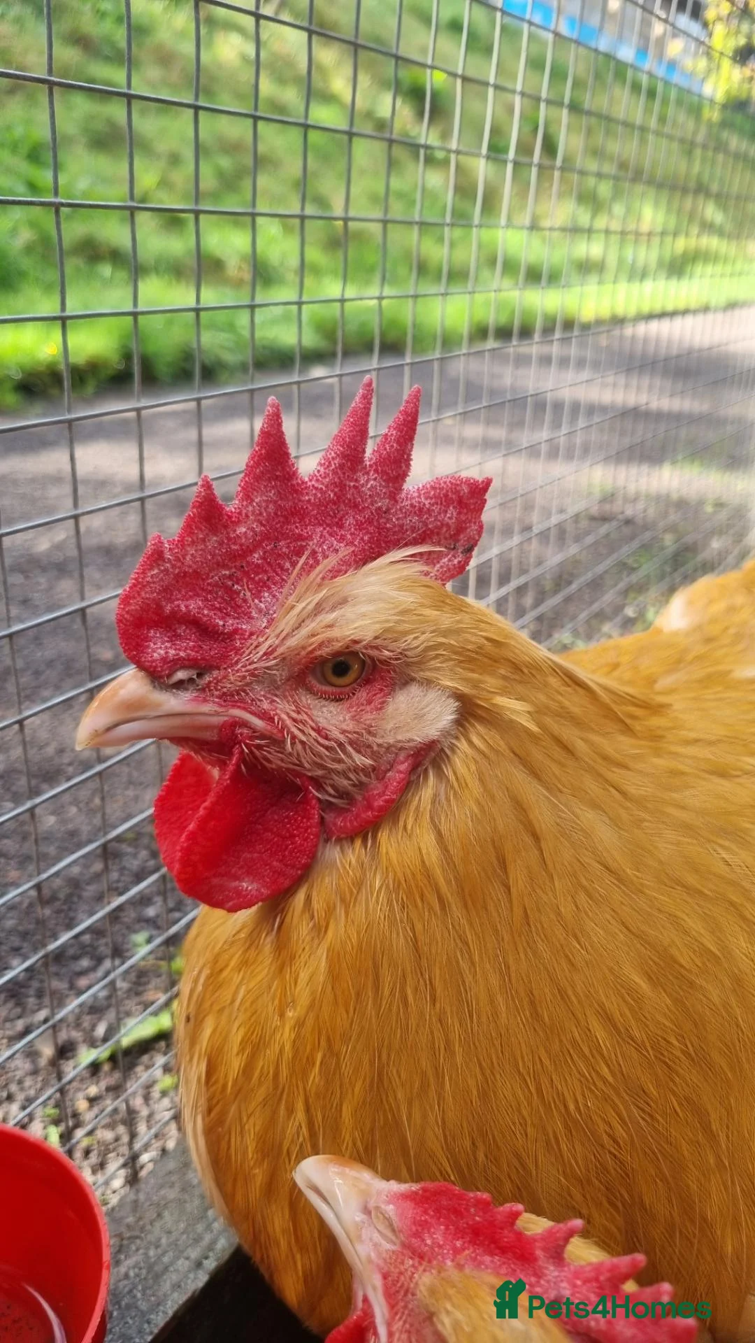 Chickens poultry for sale: Buff Orpington Cockerels  - Advert 2