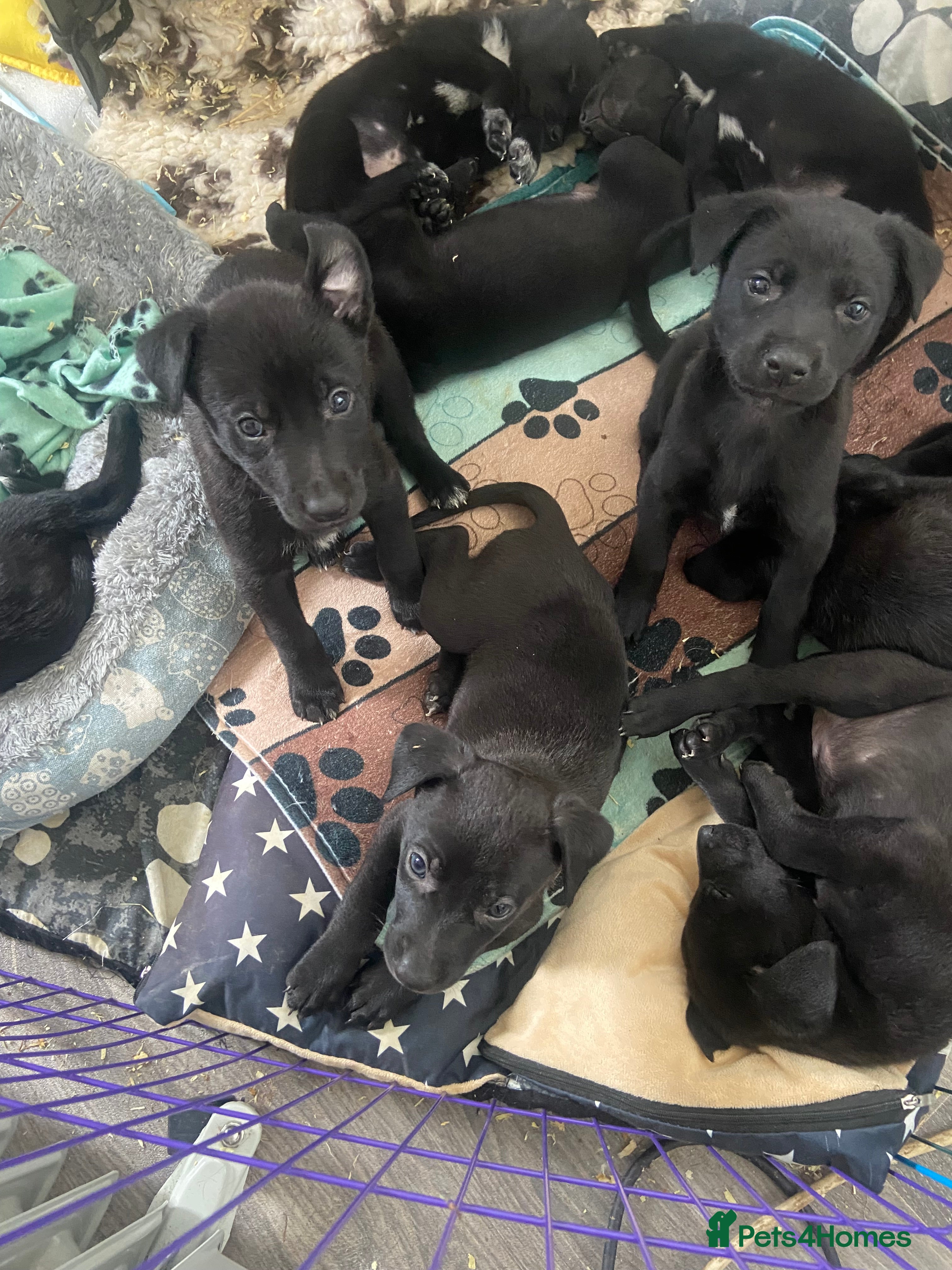 Mixed Breed dogs Whippet bull malinois X Malinois  - Advert 13