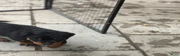 Rottweiler dogs for sale: ⭐️4 Rottweiler Boys For Sale ⭐️ - Advert 10