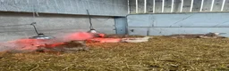 Goats livestock for sale: Royal golden guernsey wethers  - Advert 5