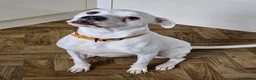 American Bulldog dogs for sale: Lily-Mae, American Scott Bulldog, 4yrs, spayed. - Advert 7