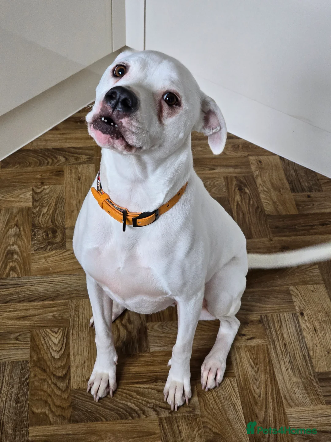 American Bulldog dogs for sale: Lily-Mae, American Scott Bulldog, 4yrs, spayed. - Advert 7