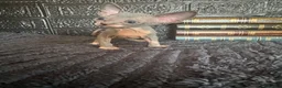 Sphynx cats for sale: Sphynx kittens TICA registered  - Advert 14