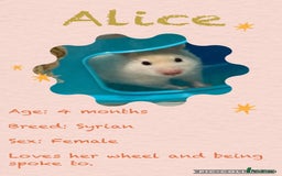 Hamster rodents for sale: Hamsters  - Image 3