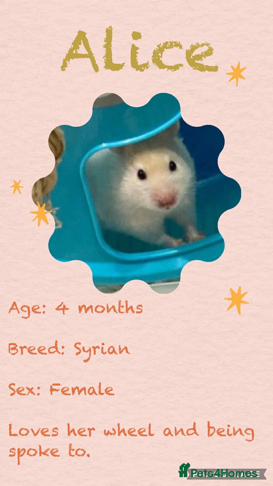 Hamster rodents for sale: Hamsters  - Image 3