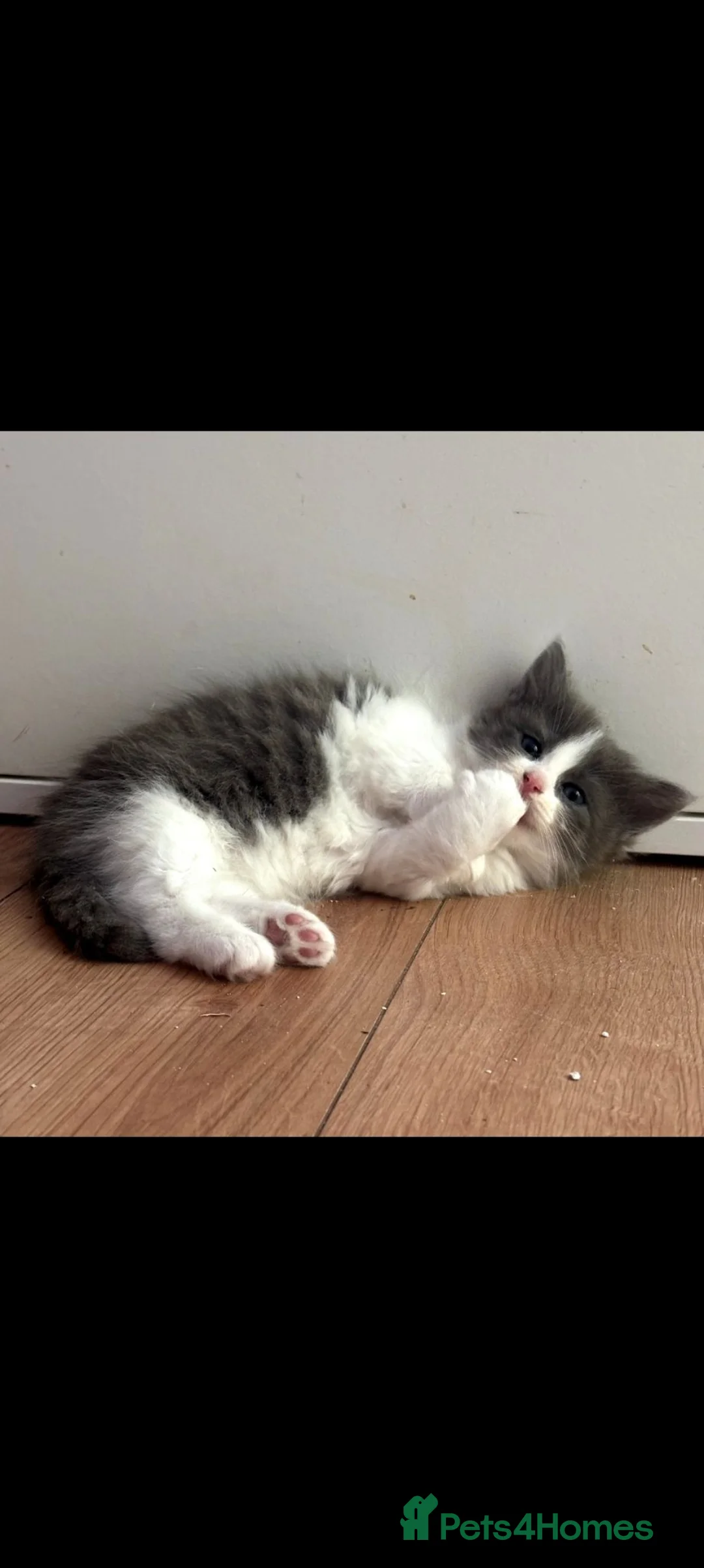 Ragdoll cats for sale: Ragdoll British short hair  - Advert 11