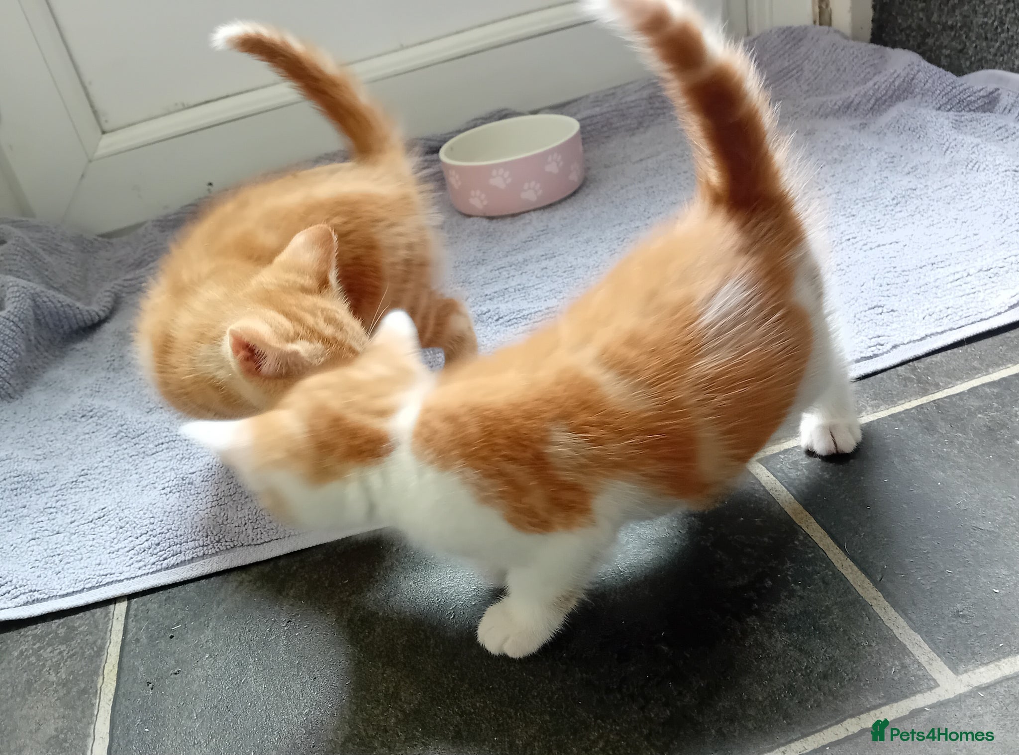 Mixed Breed cats Fluffy kittens ready 10th May  - Advert 8