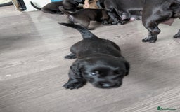 Dachshund dogs for sale: Dachshund x puppies male 2x long haired  - Image 32