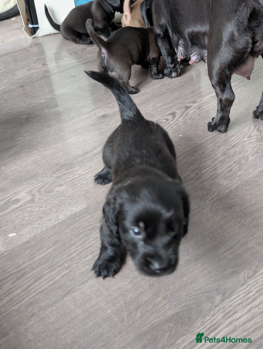 Dachshund dogs for sale: Dachshund x puppies male 2x long haired  - Image 32