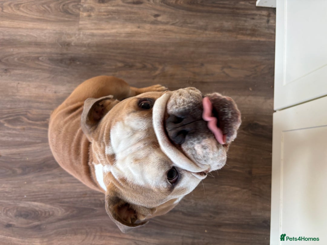 Mixed Breed dogs for sale: Very handsome bulldog - Image 2
