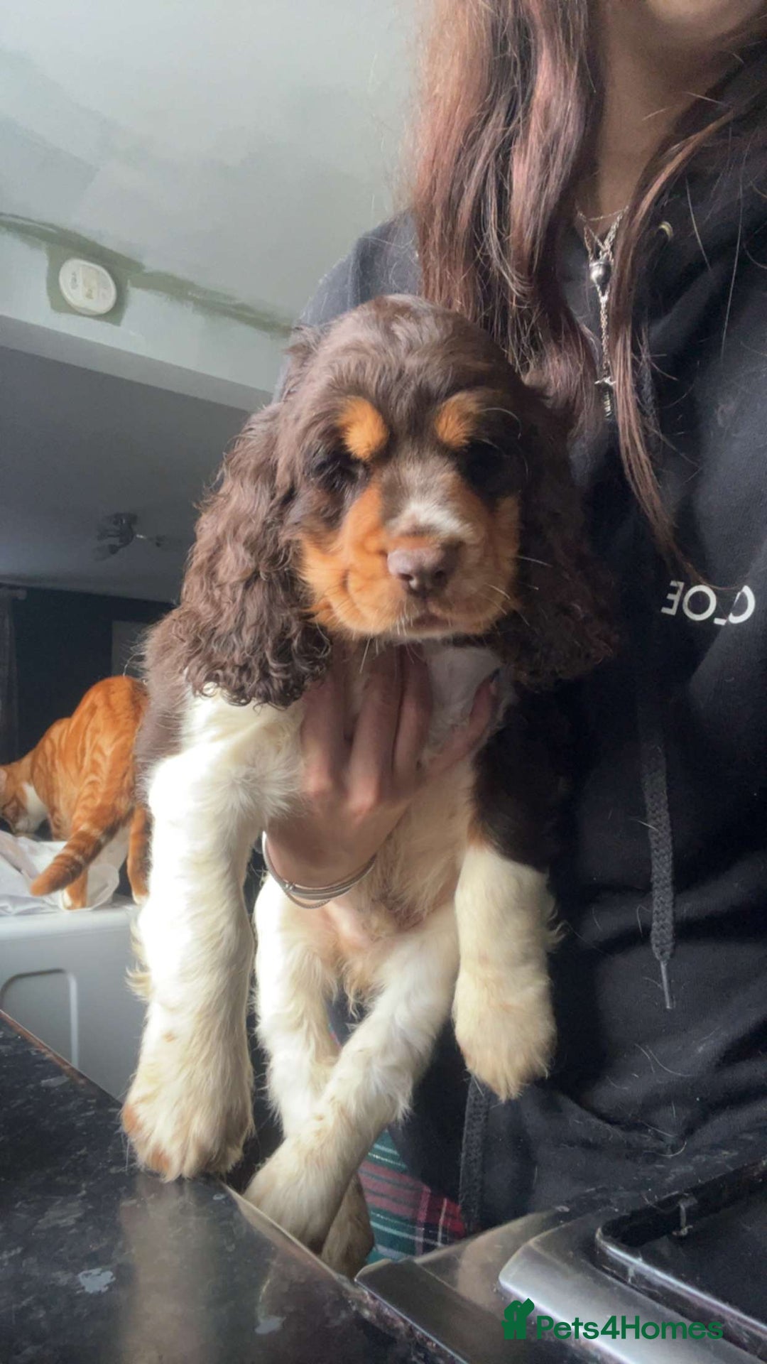 Cocker Spaniel dogs for sale: Chocolate Roan & Tan Cocker Spaniel Puppies - Advert 3