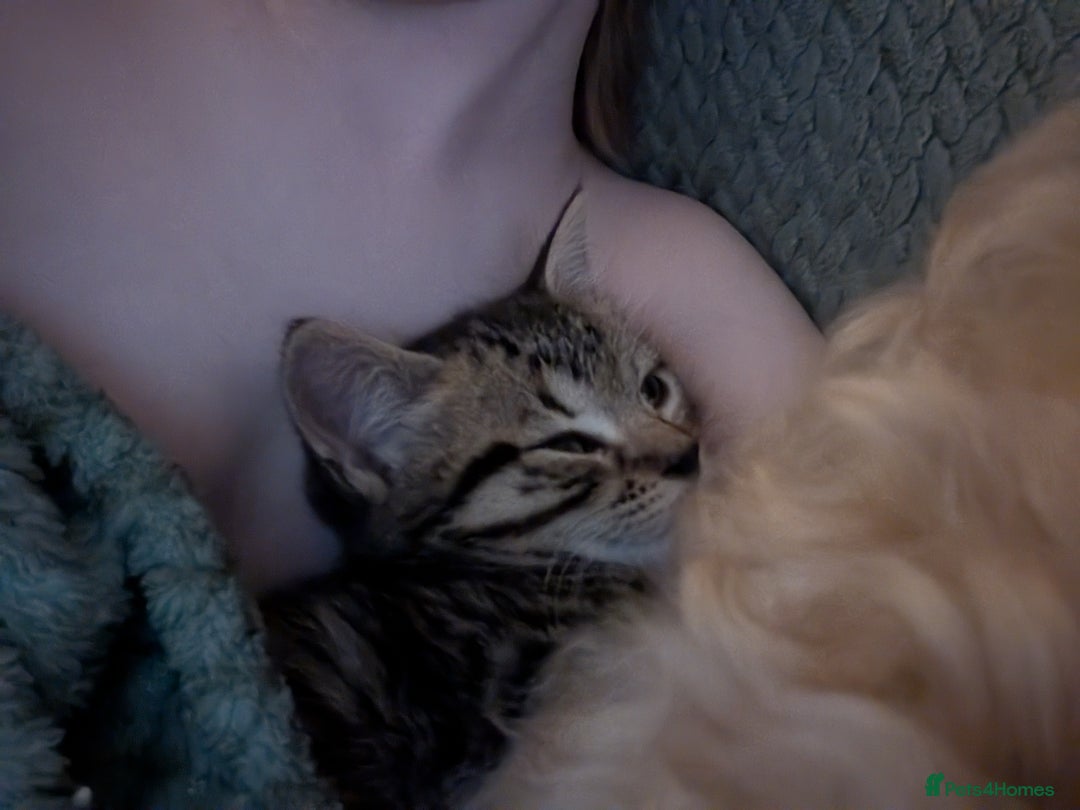 Mixed Breed cats for sale: Beautiful tabby/Calico fluffy kittens  - Advert 11