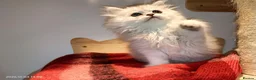 Persian cats for sale: Persian kittens  in Stoke-on-Trent - Advert 14