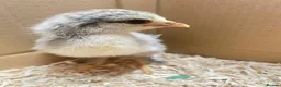 Chickens poultry for sale: 2 and 3 week old chicks available for loving homes in Sudbury - Advert 3