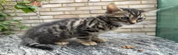 Bengal cats for sale: Bengal x Maine Coon Cross Kittens  - Advert 9