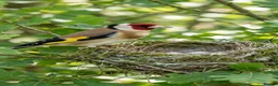 Finches birds for sale: Beautiful Exotic & Finches - Healthy & Friendly - Advert 3