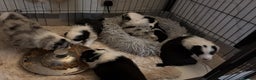 Border Collie dogs for sale: Stunning puppies from international champion line. - Advert 12