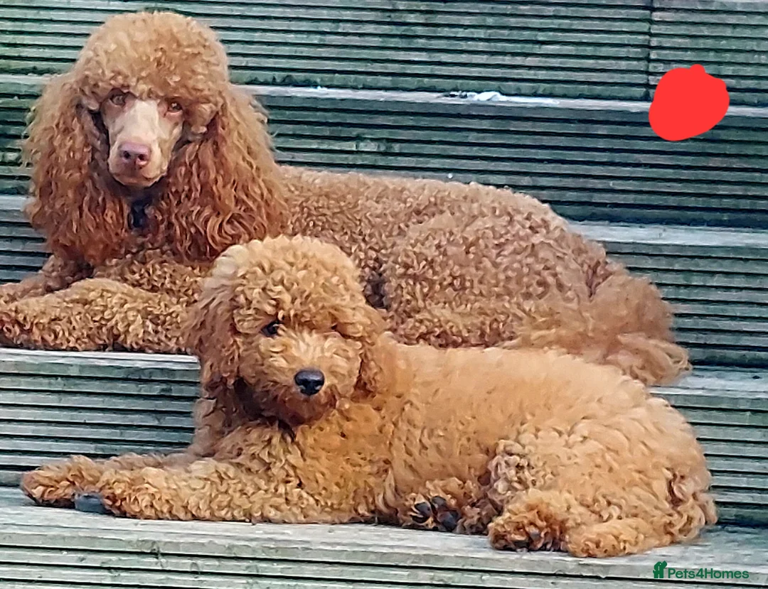 Miniature Poodle dogs for stud: Red Miniature Poodle for STUD - Advert 10