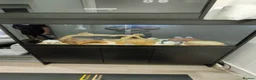 Python Snake reptiles for sale: Fire fly royal python and full set up in Rushden - Advert 1