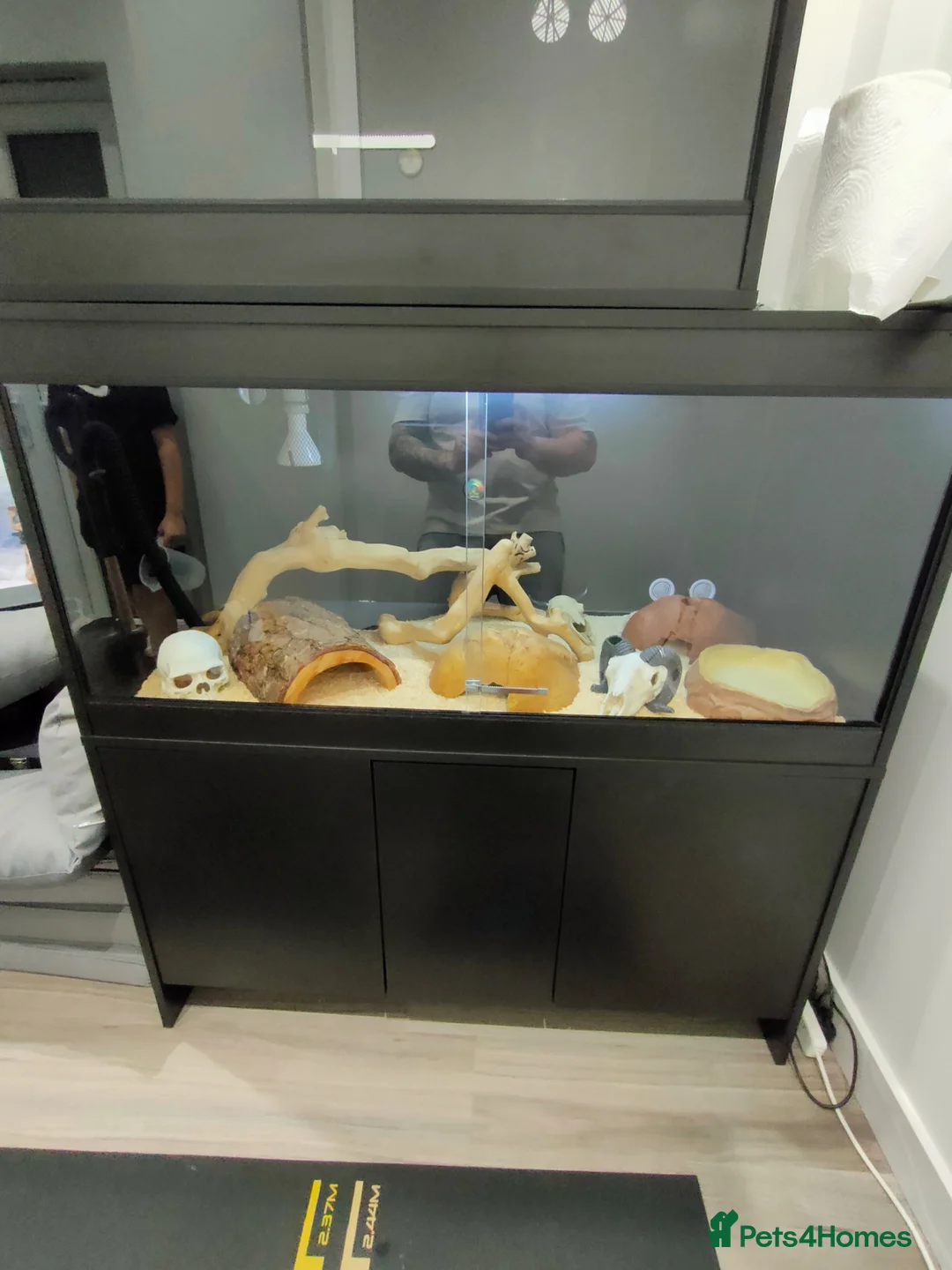 Python Snake reptiles for sale: Fire fly royal python and full set up in Rushden - Advert 1