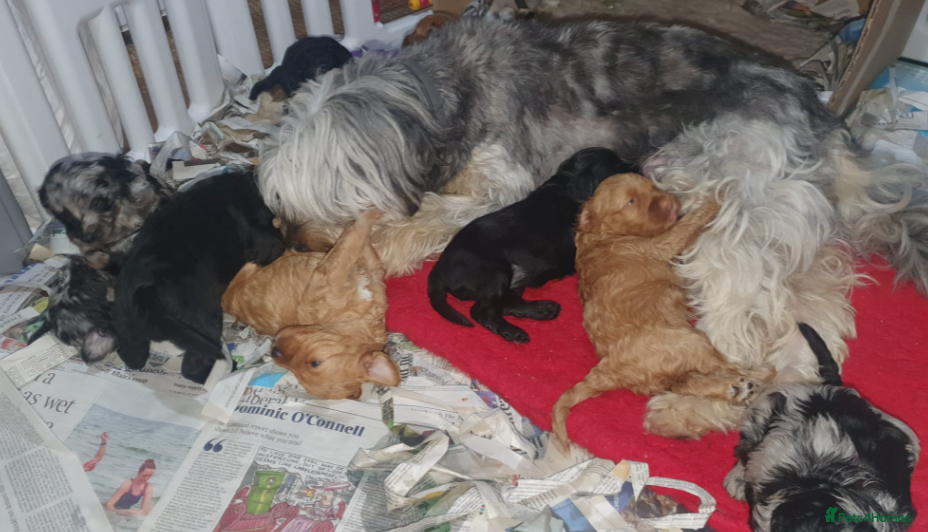 Bordoodle dogs Miniature Bordoodle Puppies - Advert 2