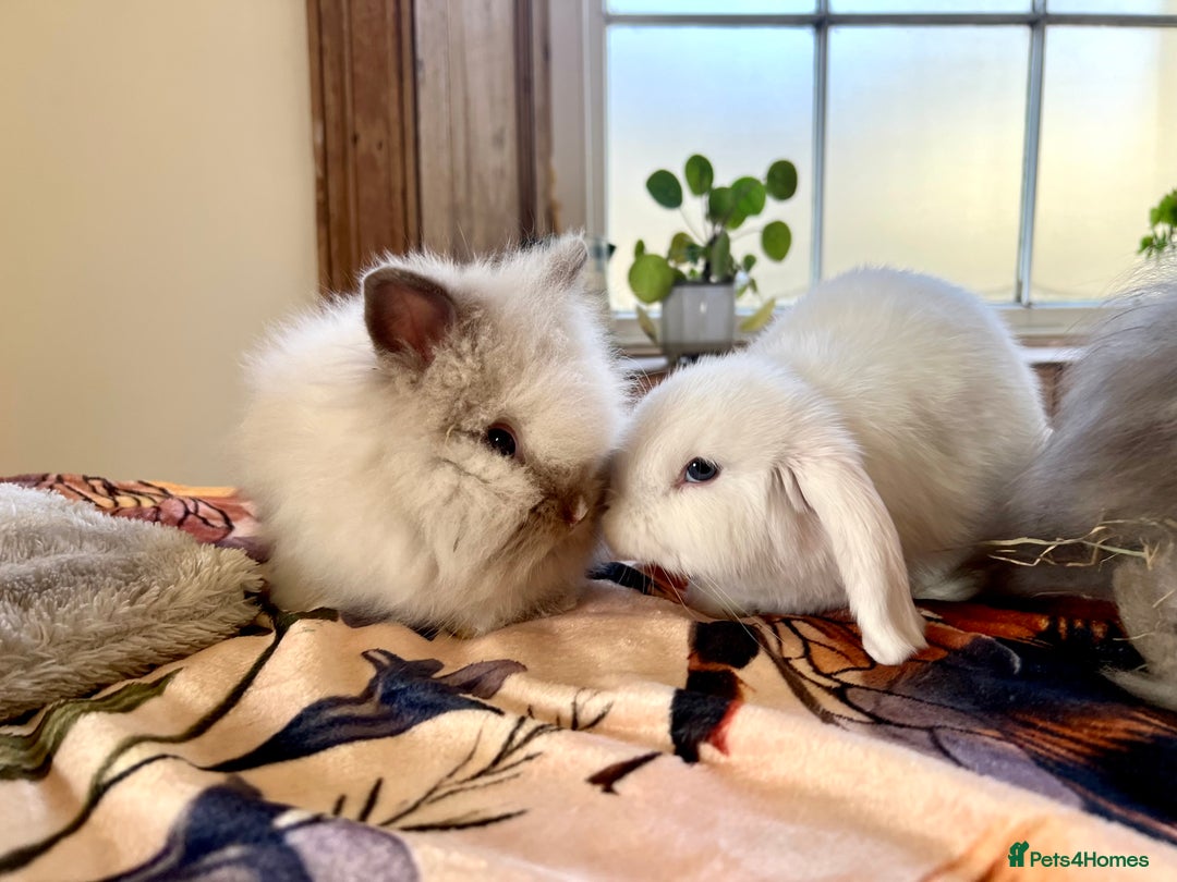 Mini Lop rabbits for sale: Mini lop and Lionheads for sale  - Image 1
