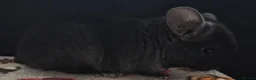 Chinchilla rodents for sale: A verity of Chinchillas rpa/rpac - Advert 9