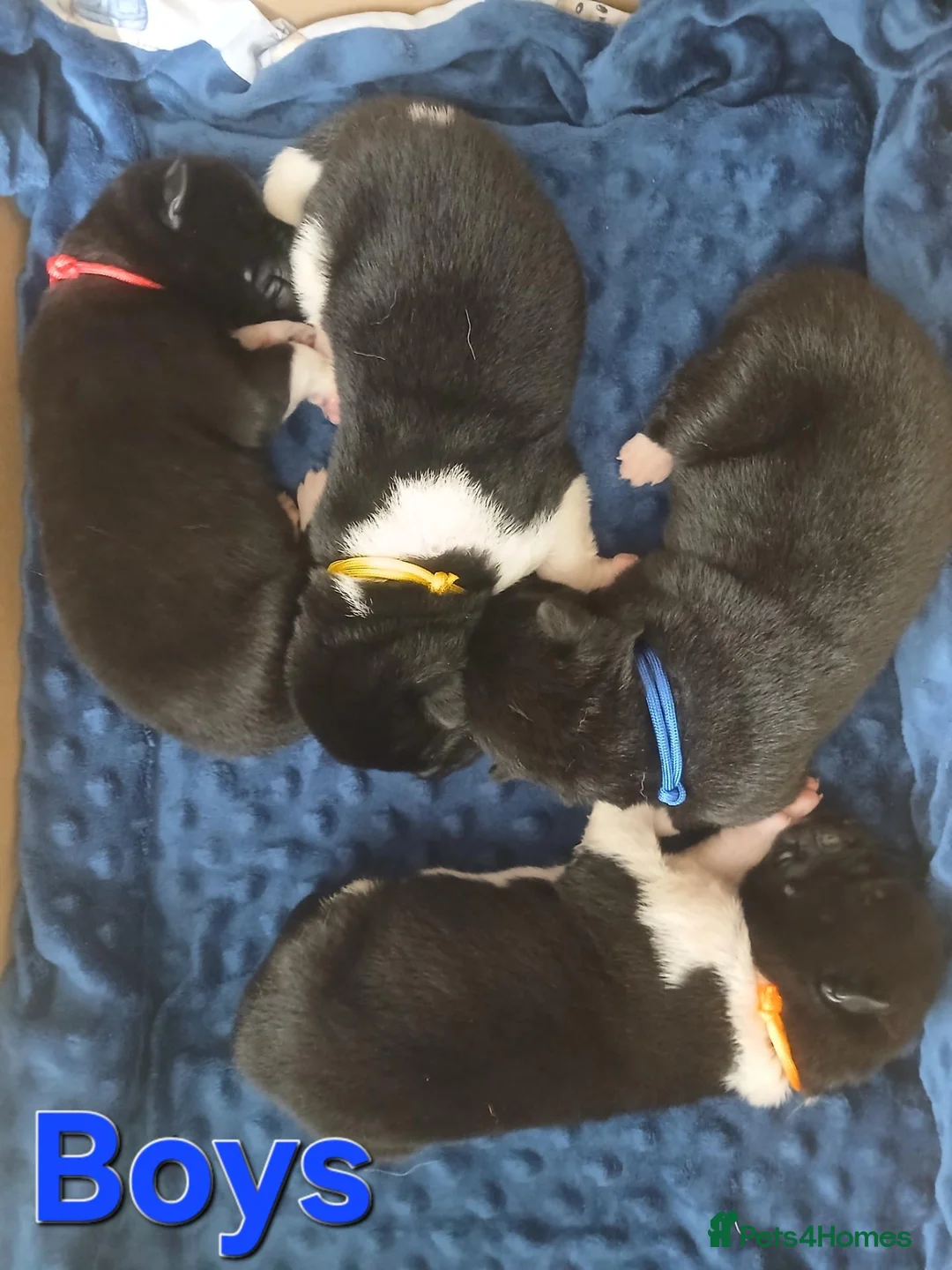 Akita dogs for sale: American Akita PUPPIES  - Advert 7