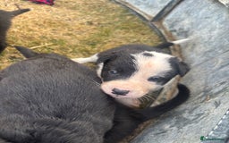 Mixed Breed dogs for sale: Beautiful Huntaway x Collie pups  - Image 38