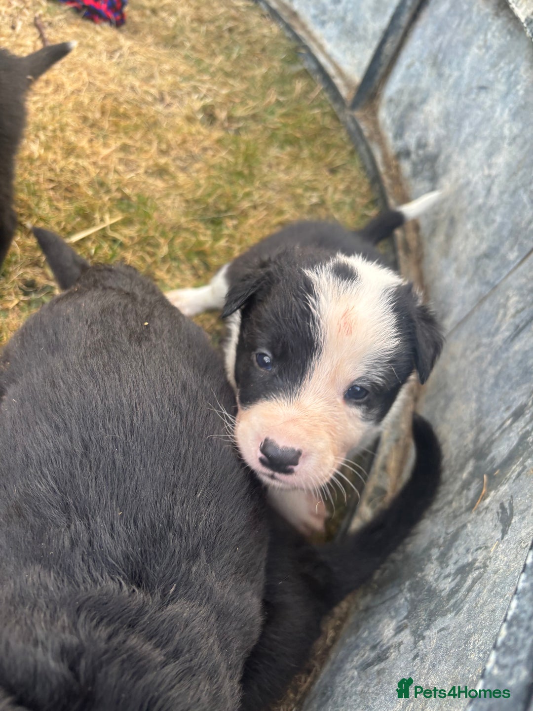 Mixed Breed dogs for sale: Beautiful Huntaway x Collie pups  - Image 38