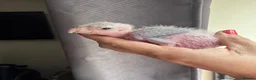 Parrots birds for sale: Hand Reared Yellow Thighed Caiques - Advert 8