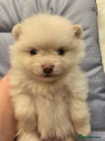 Pomeranian dogs - Advert 5